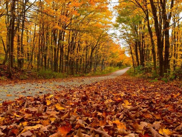 Fall officially arrives with the autumnal equinox. What to know.