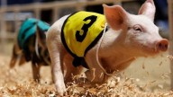 Pig racing to fried food: Everything to know about the Nashville Fair