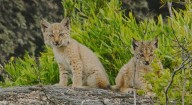 Limonero Films Goes Into the Wild -