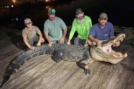 Mississippi Crew Catches '13-Foot Monster' Alligator from Reservoir