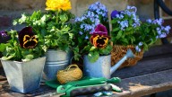 La planta que da hojas y semillas comestibles en semanas