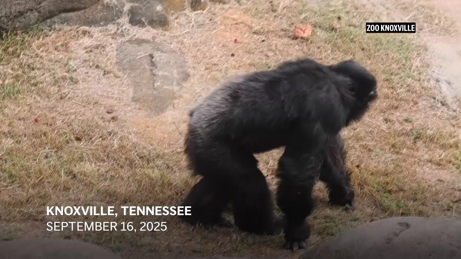 Veterinary, human neurosurgeons remove spinal tumor from zoo chimpanzee, in rare procedure