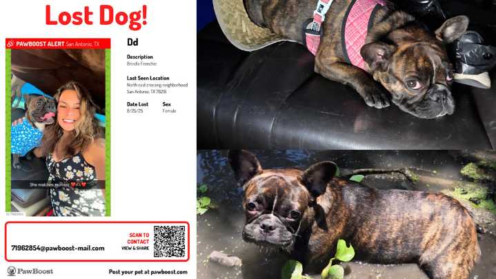 San Antonio family seeks help after French Bulldog Dd is stolen