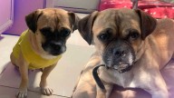 Buscan a ‘Lalo Jacinto’, perro extraviado al norte de Hermosillo