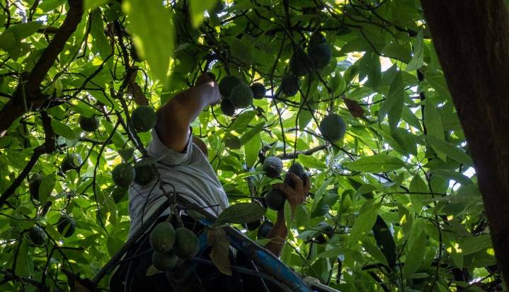 Colombia busca abrir más mercados en Europa con sus frutas en Madrid