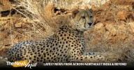 Project Cheetah: New big cats expected by year-end, talks on with Botswana, Namibia, Kenya