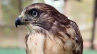 30 striking Butler nurses found a new passion helping rehab birds