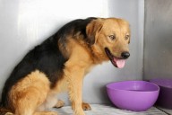 Promueven adopción en el Día Mundial del Perro Adoptado
