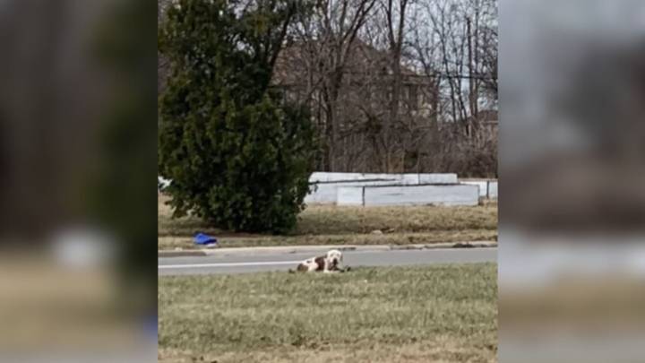 Michigan Rescuers Battle Time To Save A Starving Dog Lost And Alone In The Streets