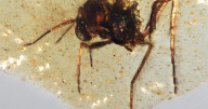 Descubrimiento de insectos atrapados en ámbar revela detalles de la Amazonía antigua