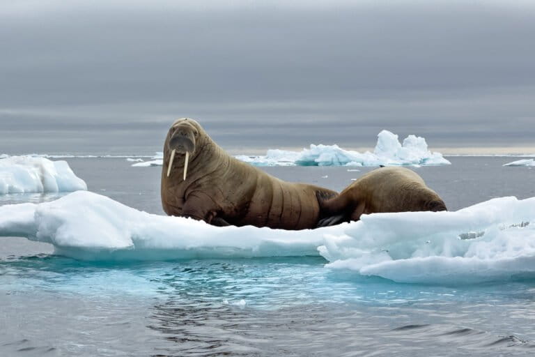 No new record low for Arctic sea ice loss in 2025