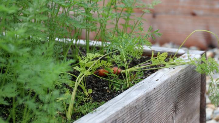 Sayéik students harvest vegetables and knowledge at school garden