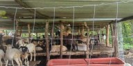 En Oaxaca, activos más de 110 casos de gusano barrenador, estima Sefader
