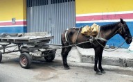 Zorras, caballos y motocarros: radiografía de una transición inconclusa