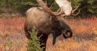 2 injured in moose encounter south of Red Lodge