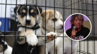 Rosa Más, activista de Defensa Animal: “Los criaderos producen cachorros atractivos para ser comprados, y hacen cruces aberrantes para crear razas a medida aunque generen individuos enfermos”