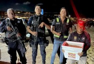 Protegen nido de tortuga marina en playa El Corsario: resguardan 137 huevos