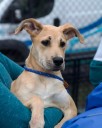 Hamden animal shelter to host National Pet Memorial Day event on Sunday