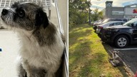 Dog left abandoned in crate at Walmart in Manchester