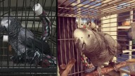 'Just heartless' Ybor City family pleads for safe return of exotic pet parrot stolen from front porch