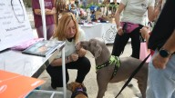 Fotos | Primera Andada Canina y Pet Market en Cuarte de Huerva