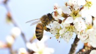 Alarma por pérdida récord de abejas en EEUU: cómo te puede afectar