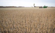 Pulseada devaluatoria: el agro liquidó en agosto la mitad que en julio