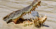 Winners of underwater photography competition revealed
