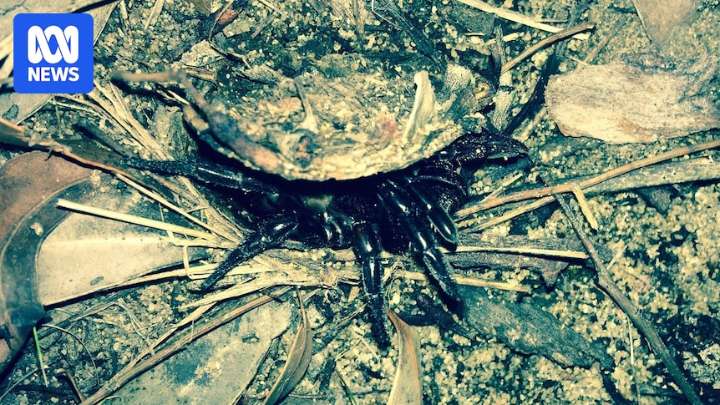 Tammin celebrates 50-year trapdoor spider study and citizen scientists