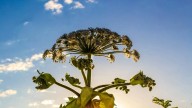 Huron County Receives Grant To Fight Invasive Plants Using Drones
