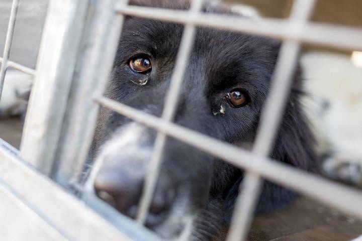Bucksport, Maine Animal Rescue Owner Dies Amid Abuse Allegations