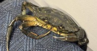 Passengers shell-shocked to find crab pinching a ride on train