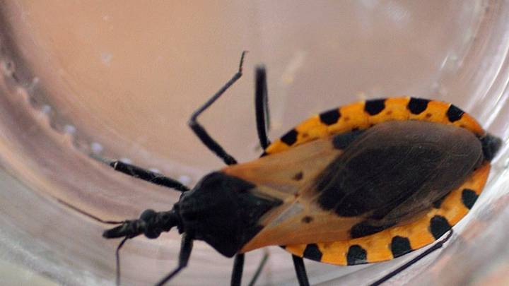 What is 'kissing bug' disease and is it in New Jersey