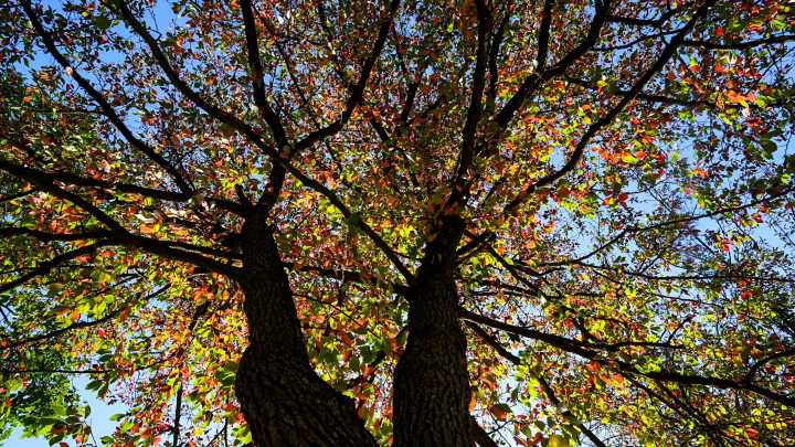 What Nashville, Middle Tennessee weather will be like for fall 2025