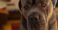 Government verdict on banning another dog breed as 'dangerous'