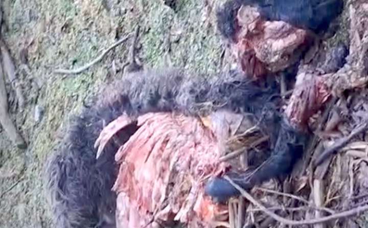 PÁNICO en Chamula por animales descuartizados