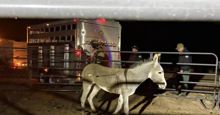 Wild donkey struck by arrow, the latest in a string of burro bow attacks rattling inland California