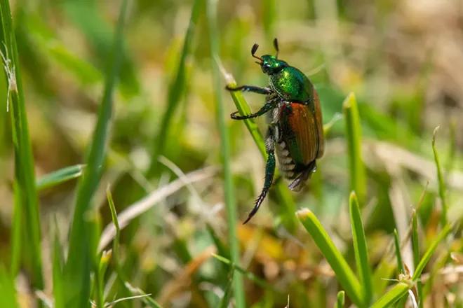 What starts as a single mollusk, plant, insect or bird can spread into a force that changes the Northwest landscape for generations