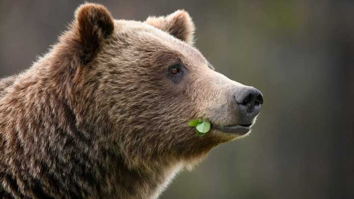 Nearly 20-Years-Old Now, Grizzly 610 Is The Heir Apparent To Her Mom, Grizzly 399