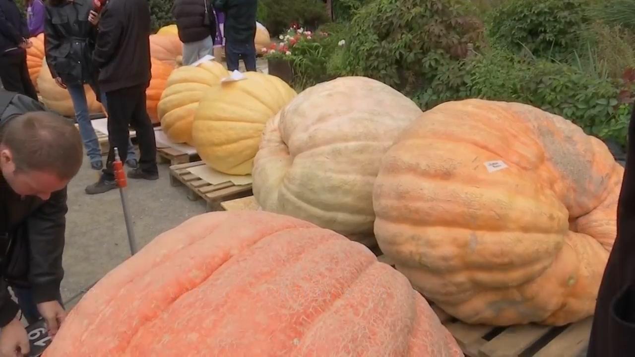 Russian farmer grows giant pumpkin weighing almost 1 metric ton