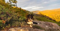 New York State Parks With Beautiful Fall Trails For Dogs