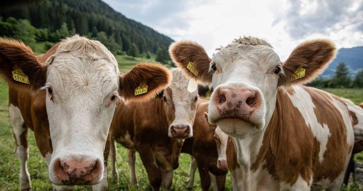 Pensioner, 85, trampled to death by cows in front of his horrified wife