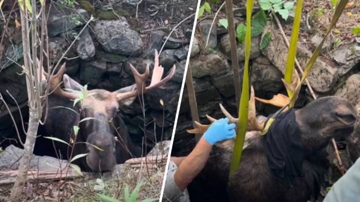 WATCH THE VIDEO: Moose rescued after falling into well in Maine
