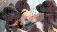 Low-cost spay, neuter program coming to Harlingen