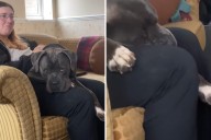 Tears Over What Rescue Dog Does Just 1 Hour After Visiting New Home