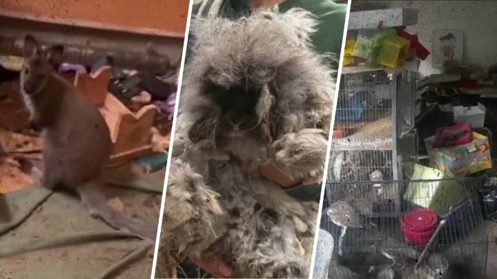Prairie dogs, hedgehogs and wallaby among 84 animals saved from New York home
