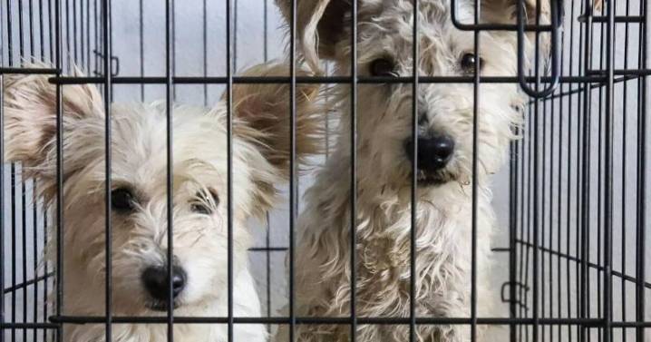 Arranca este lunes nueva jornada de Esterilización Canina y Felina Móvil