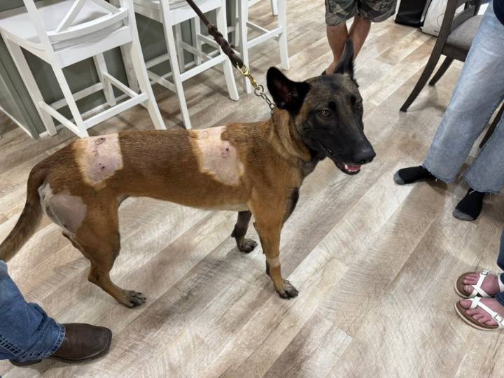 After Tremonton shooting, veterinarian clinic raises money to buy bulletproof vests for K