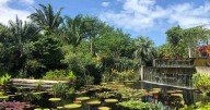 Discover Naples Botanical Garden, a spot where both local and rare flora thrive