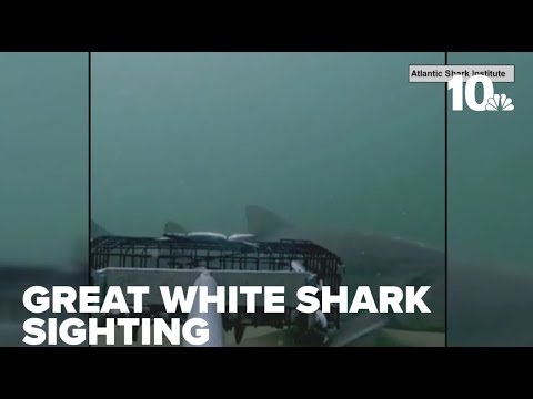 Great white shark spotted for first time in Block Island with underwater video system